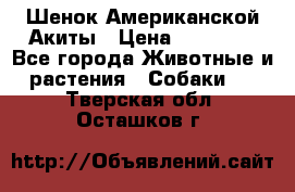 Шенок Американской Акиты › Цена ­ 35 000 - Все города Животные и растения » Собаки   . Тверская обл.,Осташков г.
